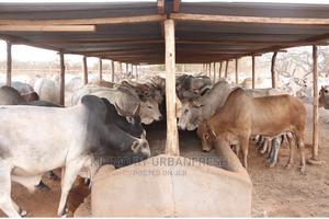 Boran Cattle. - thumbnail 2