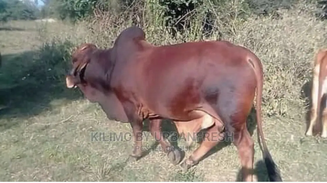 Boran Cattle.