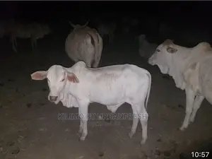 Boran Cattle.