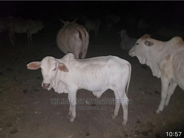 Boran Cattle. - thumbnail 6