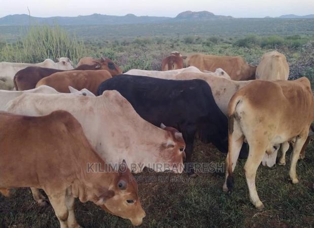 Boran Cattle. - thumbnail 5