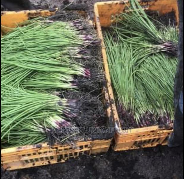 Onion Seedlings - main view