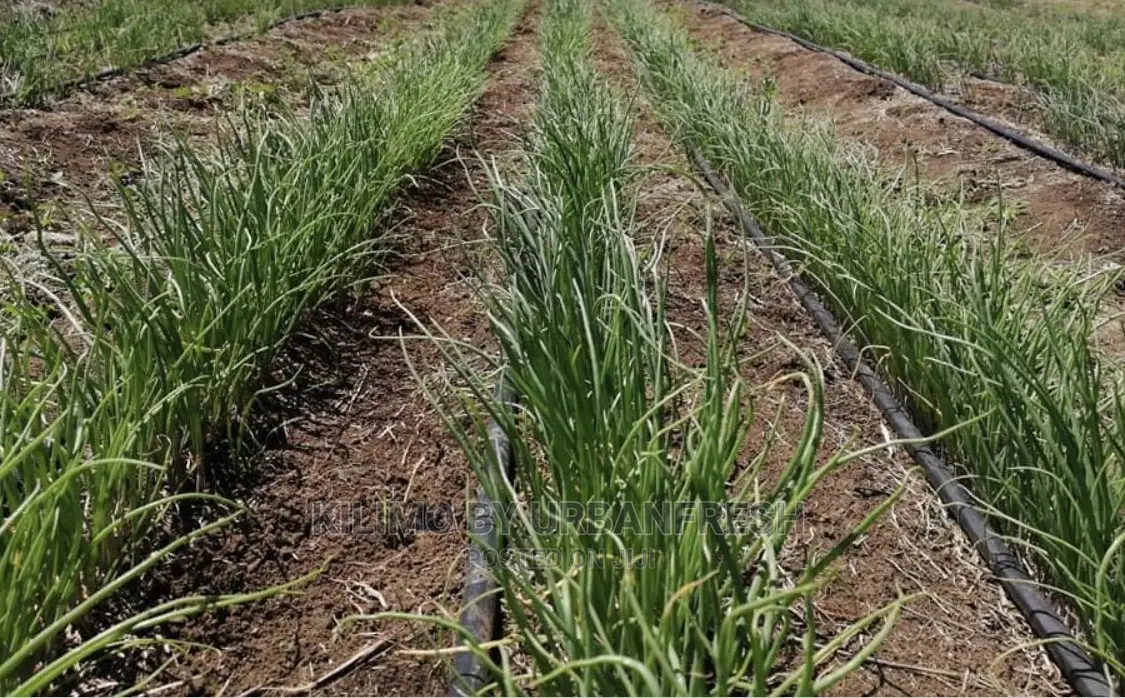Onion Seedlings