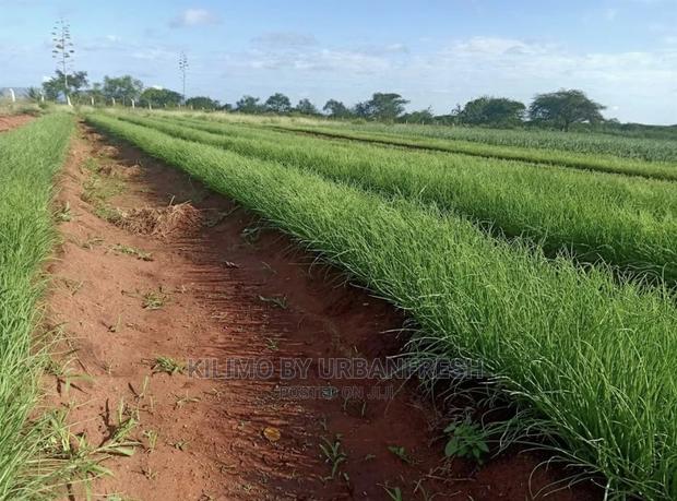 Onion Seedlings - thumbnail 3