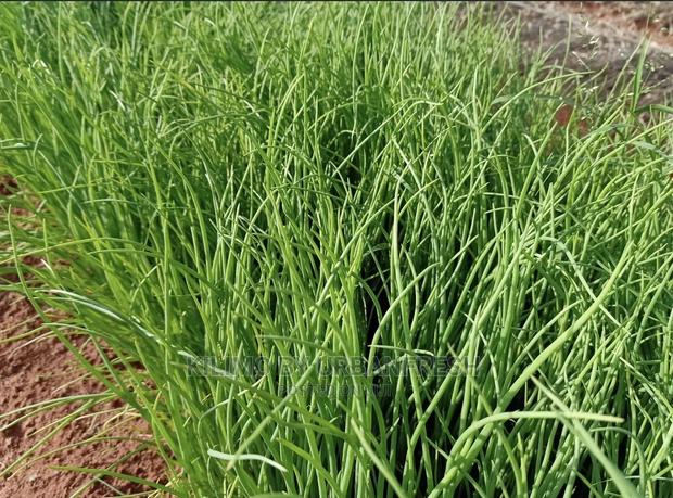 Onion Seedlings - thumbnail 4