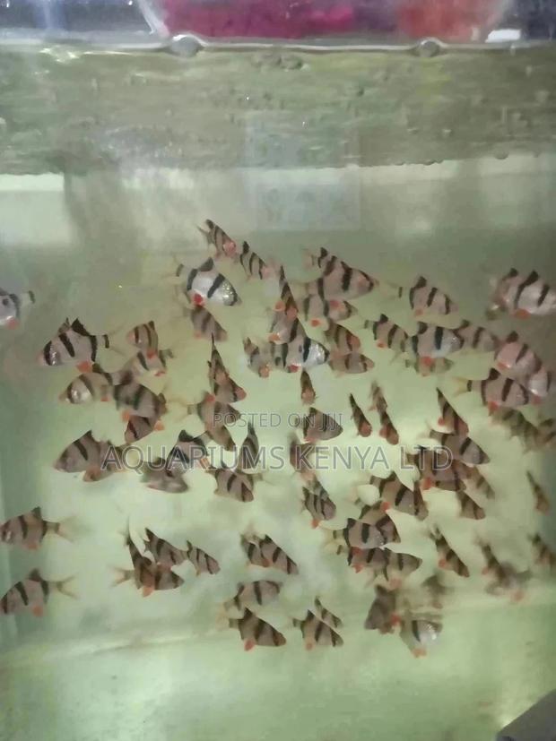 Tiger Barbs , Aquarium Fish - main view