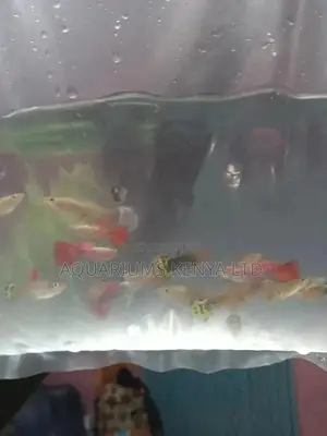 Fancy Guppies, Aquarium Fish
