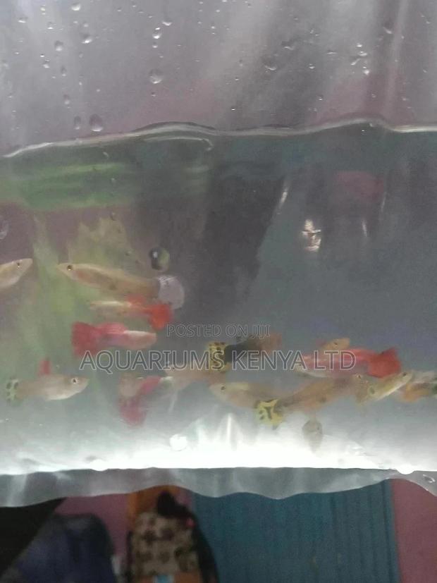 Fancy Guppies, Aquarium Fish