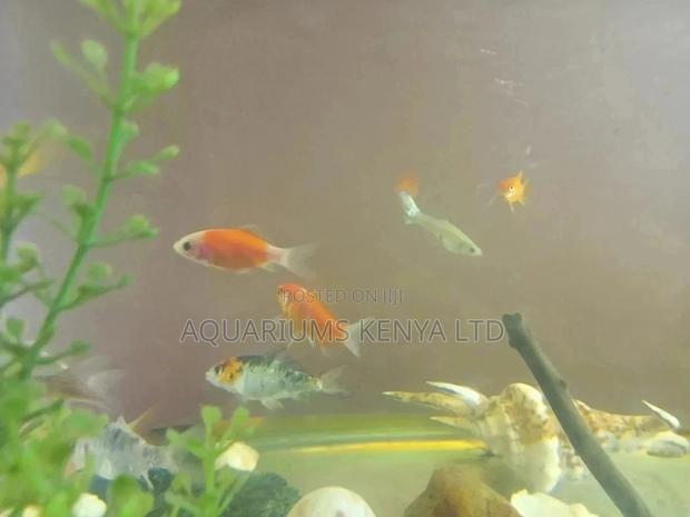 Goldfish, Aquarium Fish, Assorted , Community Fish - main view