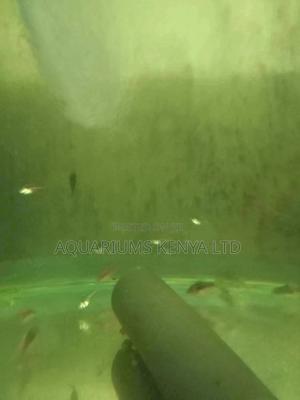 Glass Fish, Aquarium Fish - thumbnail 2