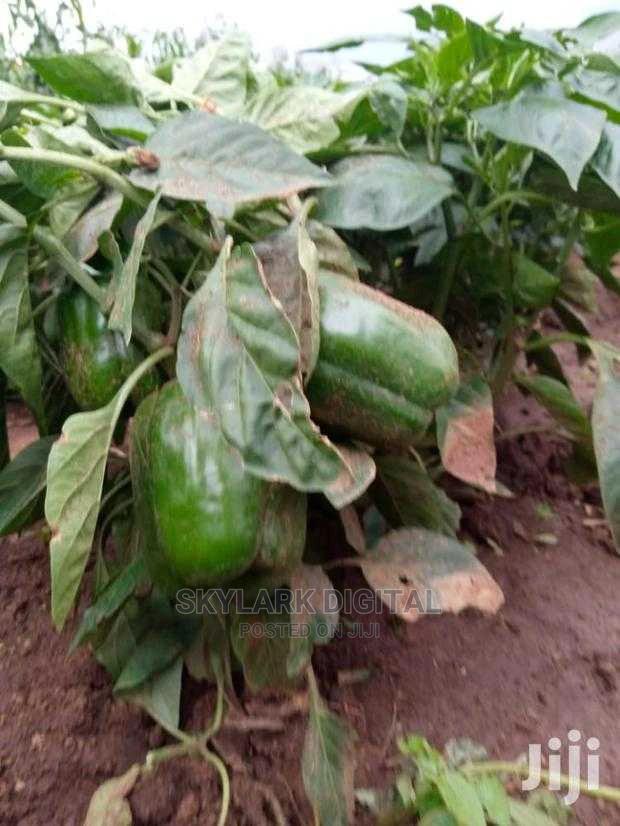 Prime Land for Sale - thumbnail 4