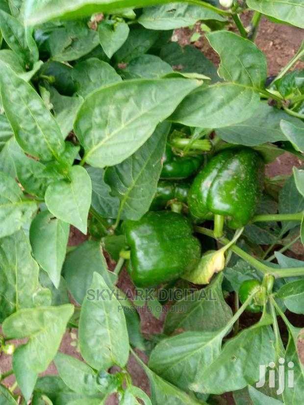 Prime Land for Sale - thumbnail 5