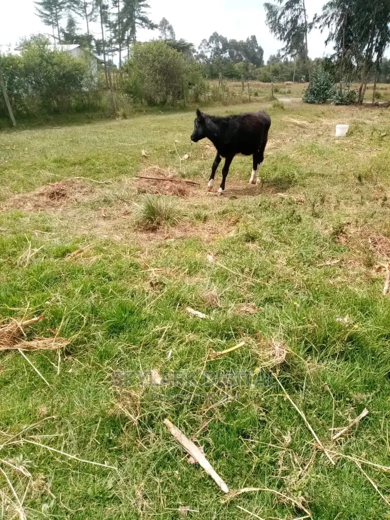 Prime Land for Sale