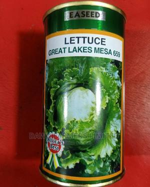 LETTUCE (Great Lakes Mesa 659) 50gms - main view
