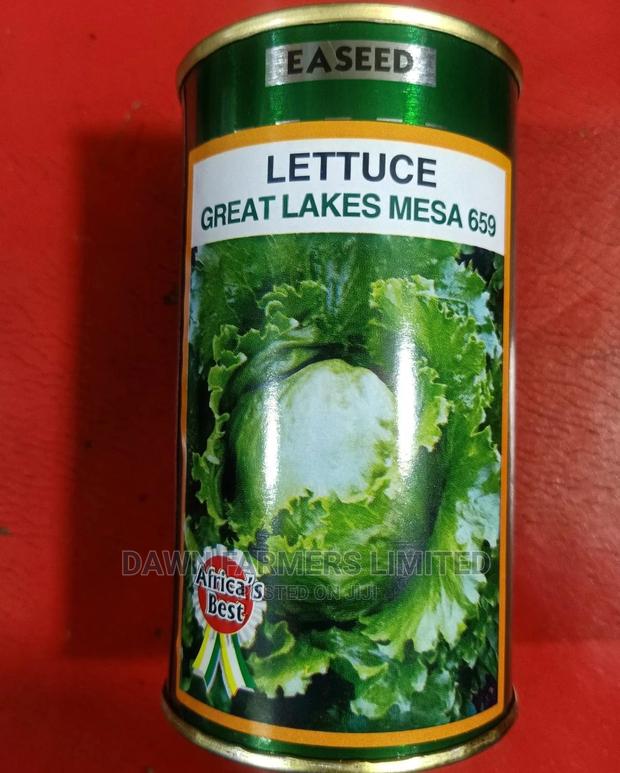 LETTUCE (Great Lakes Mesa 659) 50gms