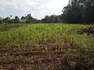1/2 Acre Kuinet Mti Moja With Title