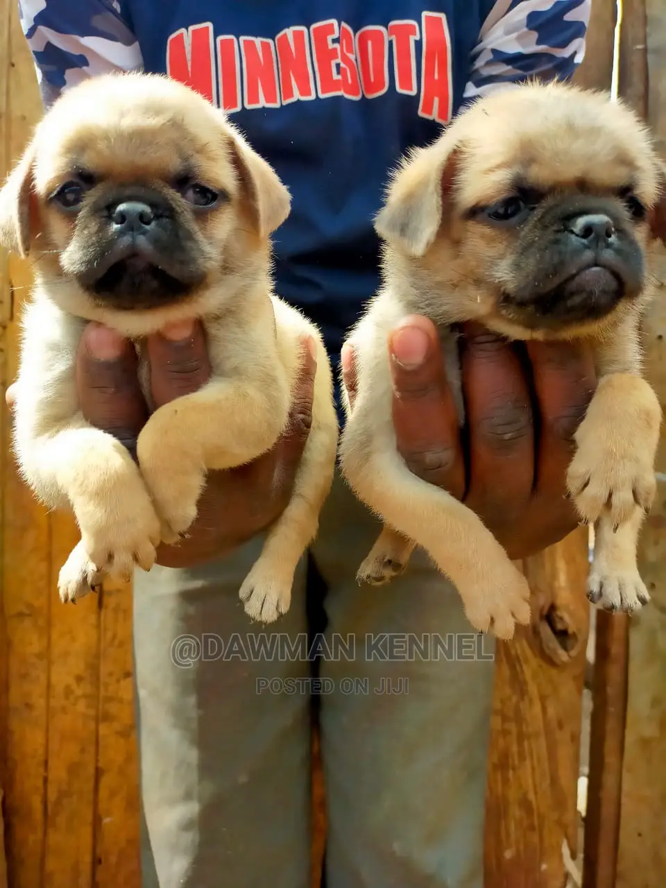 1-3 Month Male Purebred Pug
