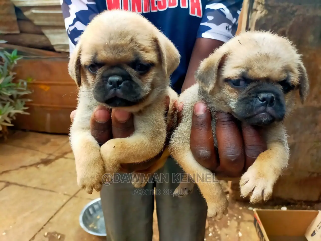 1-3 Month Male Purebred Pug