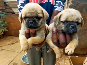1-3 Month Male Purebred Pug