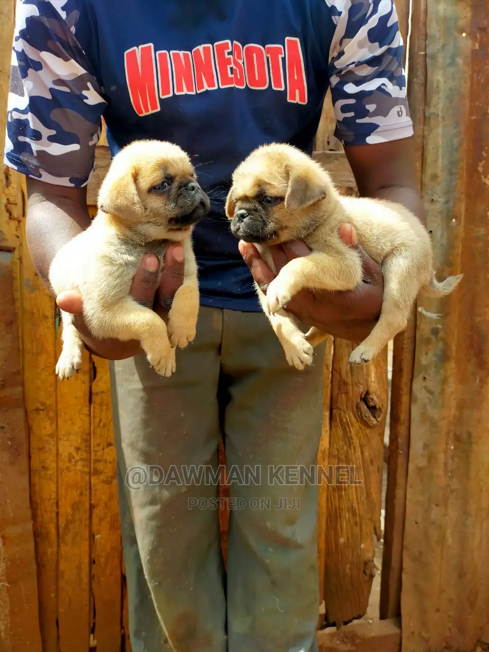 1-3 Month Male Purebred Pug
