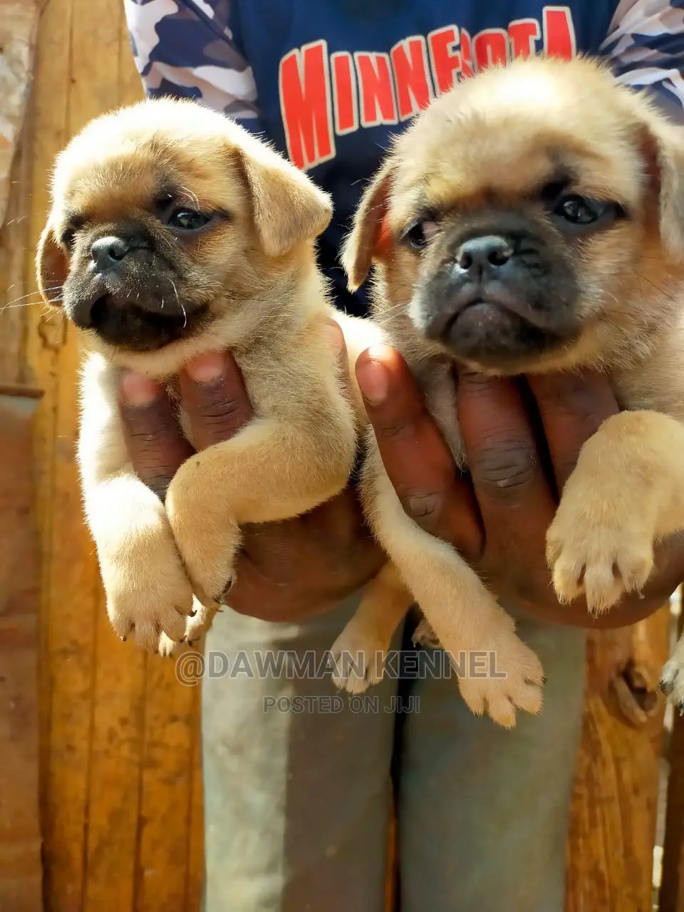1-3 Month Male Purebred Pug