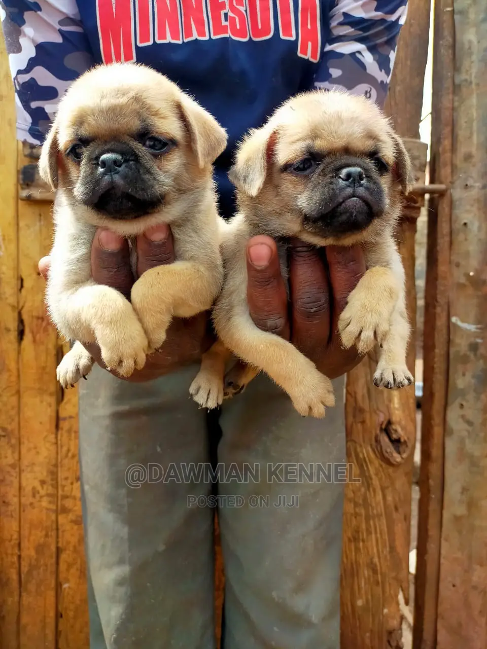 1-3 Month Male Purebred Pug