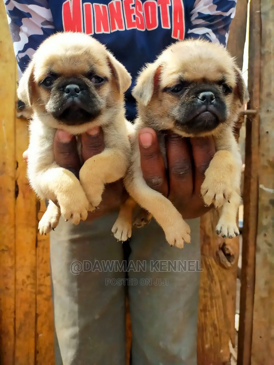 1-3 Month Male Purebred Pug