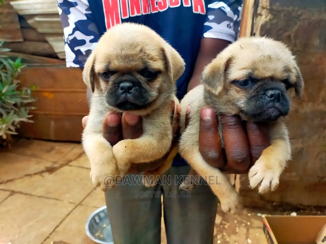 1-3 Month Male Purebred Pug