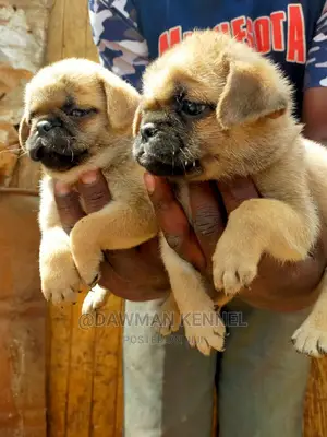 1-3 Month Male Purebred Pug