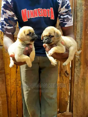 1-3 Month Male Purebred Pug