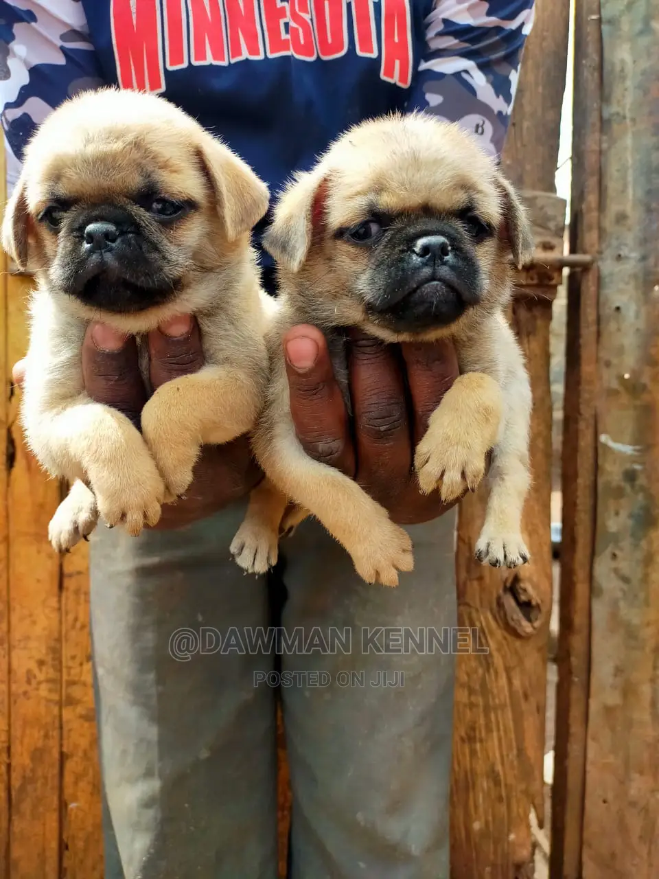 1-3 Month Male Purebred Pug