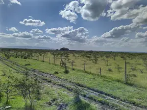 Tuala Rongai