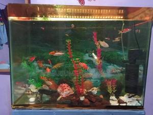 Fish Tank,Fish Aquarium - thumbnail 2