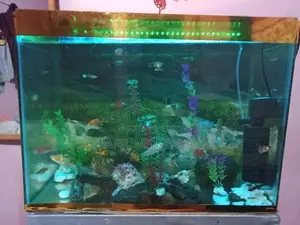 Aquarium Fish Tanks, Accessories,Fish Food