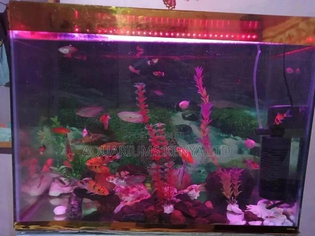 Custom Made Fish Tanks, Aquarium - main view