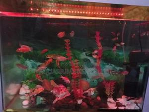 Fish Aquarium Complete 18*12*12,~50L - thumbnail 2