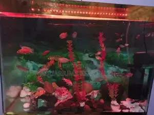 Fish Aquarium Complete 18*12*12,~50L