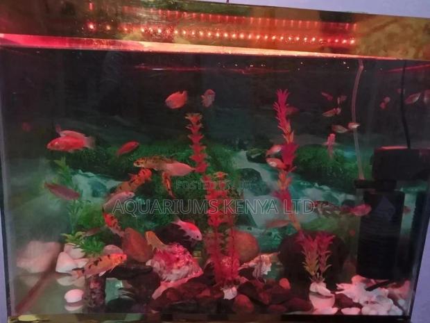 Fish Aquarium Complete 18*12*12,~50L - main view