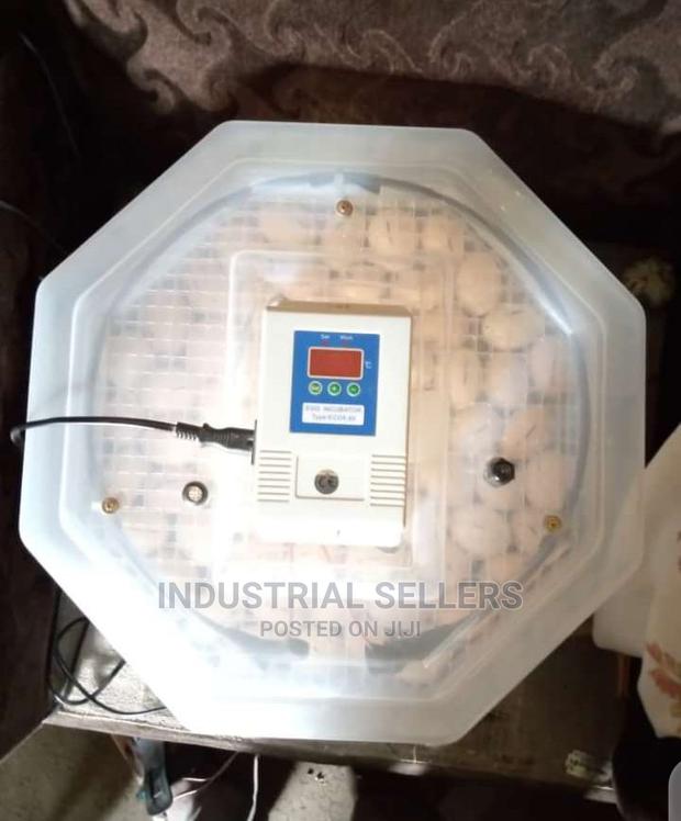 Professional 60 Eggs Incubator