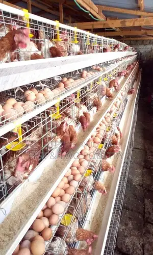 128 Chicken Cages