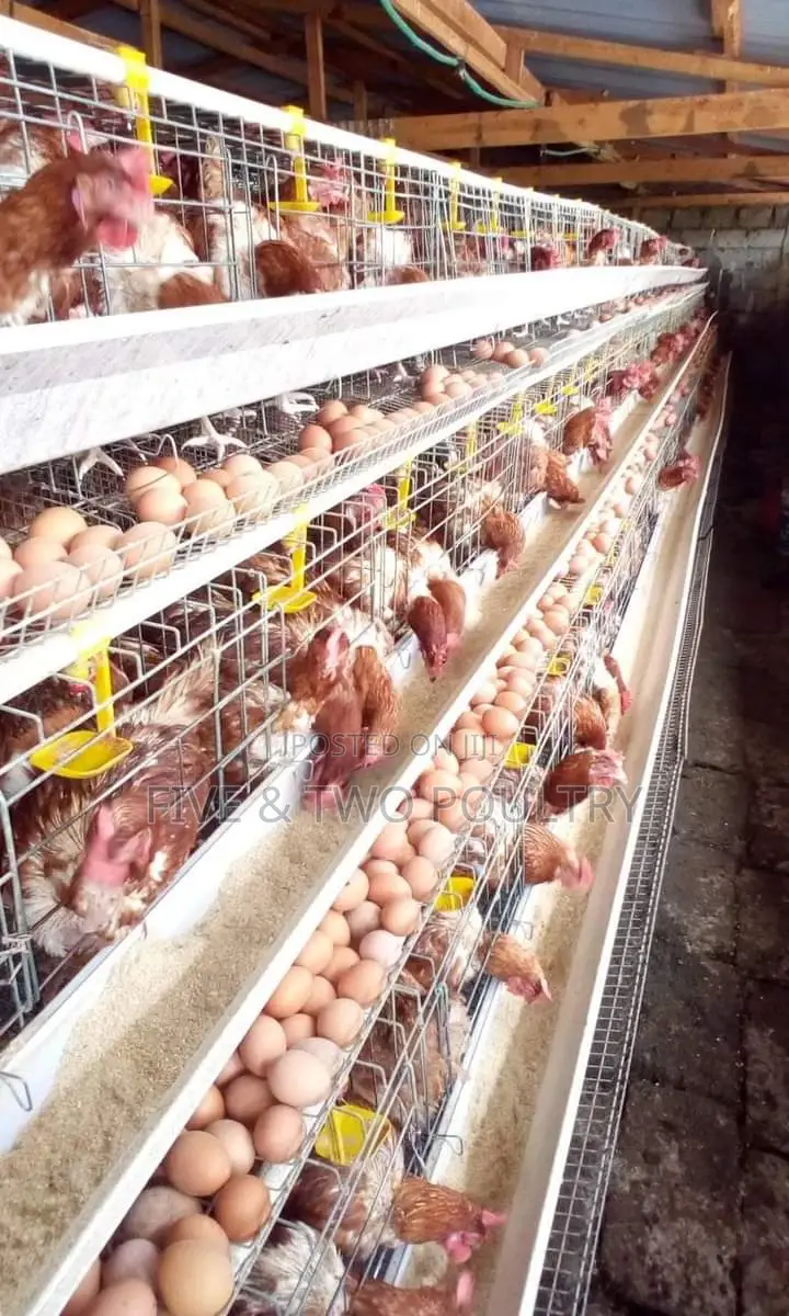 128 Chicken Cages