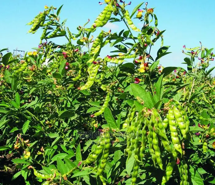 2 Acres Settlement and Agricultural/Farming Land