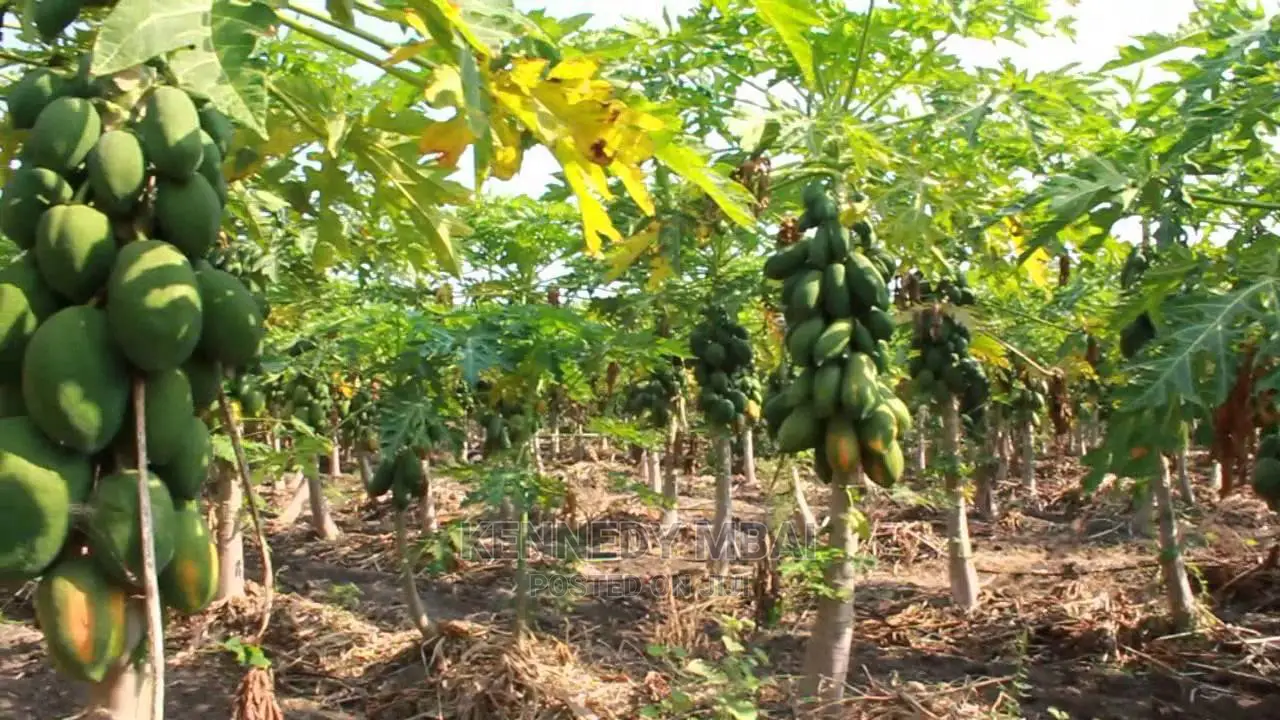 2 Acres Settlement and Agricultural/Farming Land