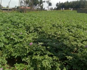 1 Acre on Sale at Naivasha View Point - thumbnail 2