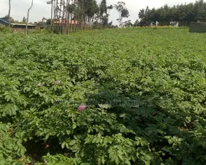 1 Acre on Sale at Naivasha View Point