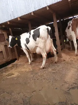 Super Giant Pedigree Holstein- Friesian 8 Months Incalf.