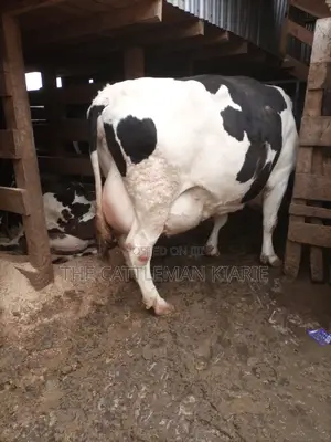 Super Giant Pedigree Holstein- Friesian 8 Months Incalf.