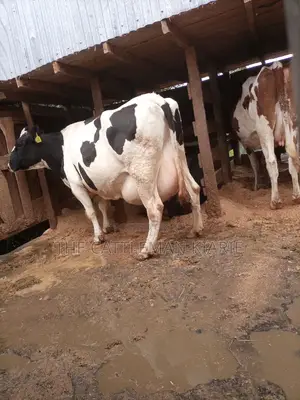 Super Giant Pedigree Holstein- Friesian 8 Months Incalf.