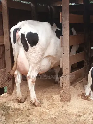 Super Giant Pedigree Holstein- Friesian 8 Months Incalf.