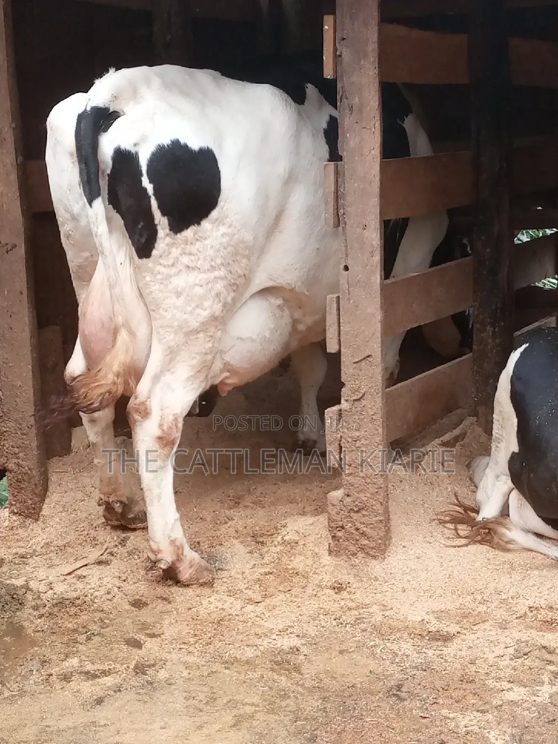 Super Giant Pedigree Holstein- Friesian 8 Months Incalf.